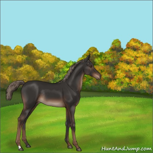 Horse Color:Liver Chestnut Rabicano 