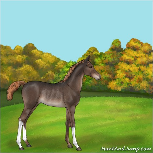Horse Color:Liver Chestnut Rabicano 