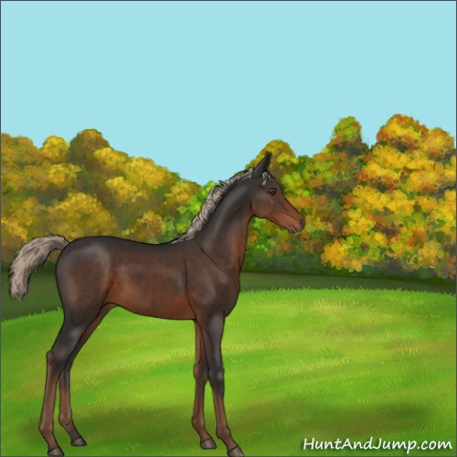 Horse Color:Liver Chestnut 