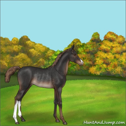 Horse Color:Liver Chestnut Rabicano 