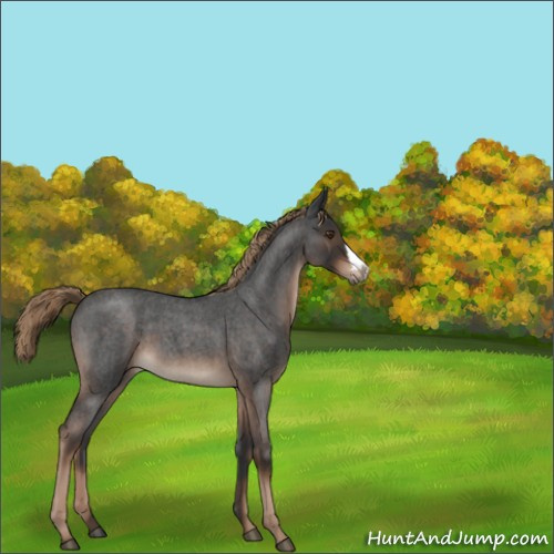 Horse Color:Liver Red Roan 