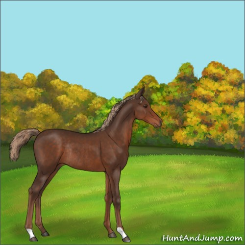 Horse Color:Liver Chestnut Rabicano 