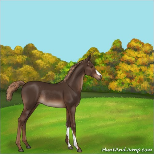 Horse Color:Liver Chestnut Rabicano 