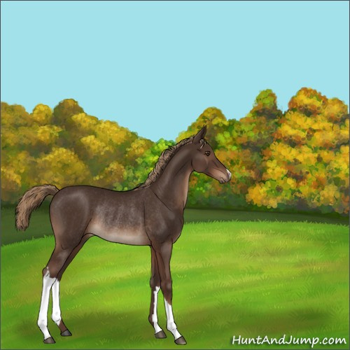 Horse Color:Liver Chestnut Rabicano 