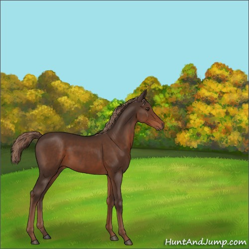 Horse Color:Liver Chestnut 