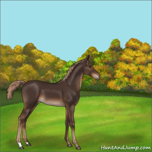 Horse Color:Liver Chestnut 