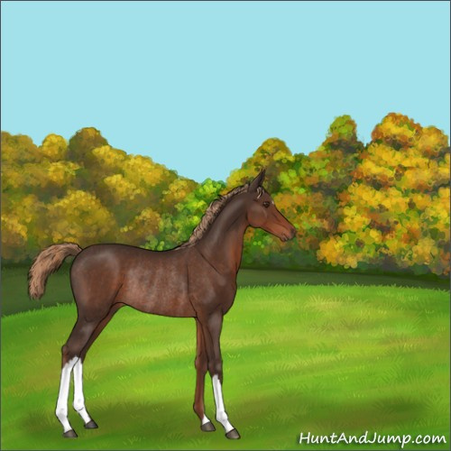 Horse Color:Liver Chestnut Rabicano 