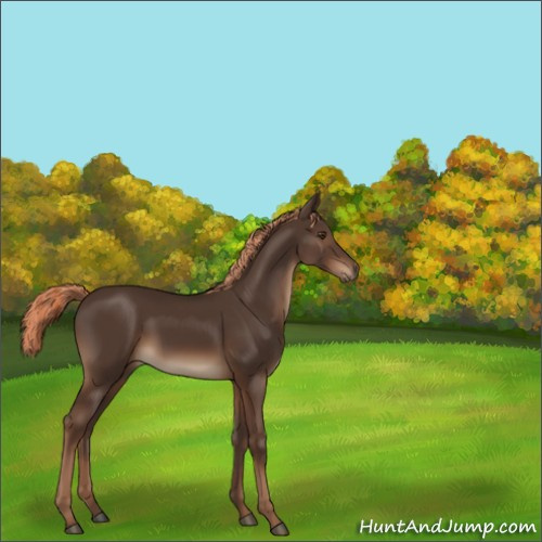 Horse Color:Liver Chestnut 
