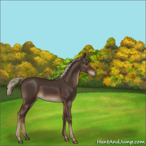 Horse Color:Liver Chestnut 