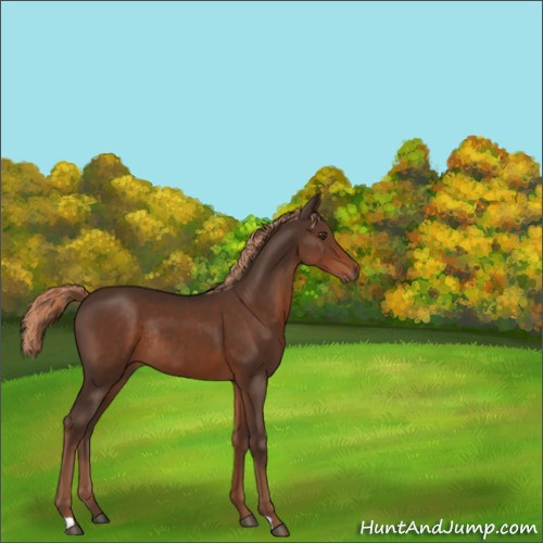 Horse Color:Liver Chestnut Rabicano 
