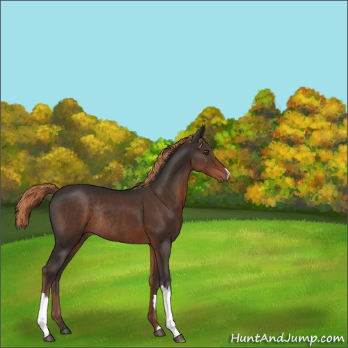Horse Color:Liver Chestnut Rabicano 