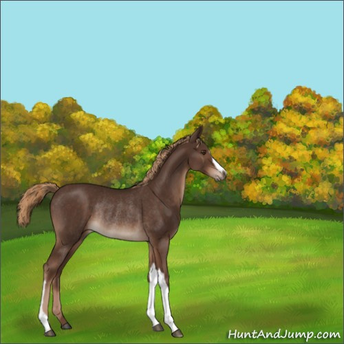 Horse Color:Liver Chestnut Rabicano 