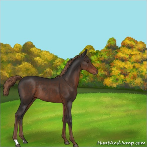 Horse Color:Liver Chestnut Rabicano 