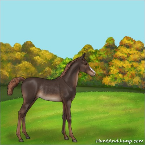 Horse Color:Liver Chestnut Rabicano 