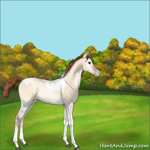 Horse Color:Bay Pearl Onyx Tobiano 
