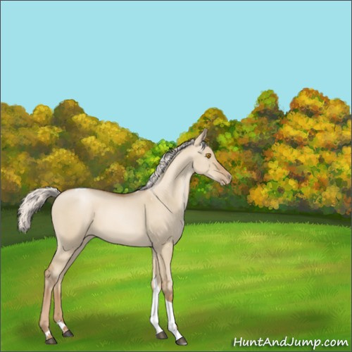 Horse Color:Silver Grullo Roan Pearl Tobiano 
