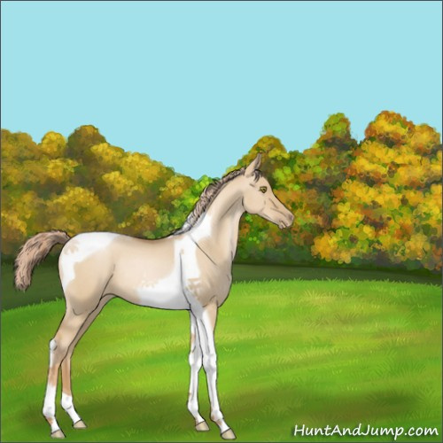 Horse Color:Red Dun Pearl Tobiano Rabicano 