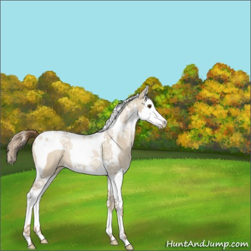Horse Color:Grullo Pearl Splash Tobiano 