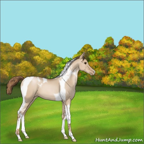 Horse Color:Grullo Roan Pearl Tobiano 