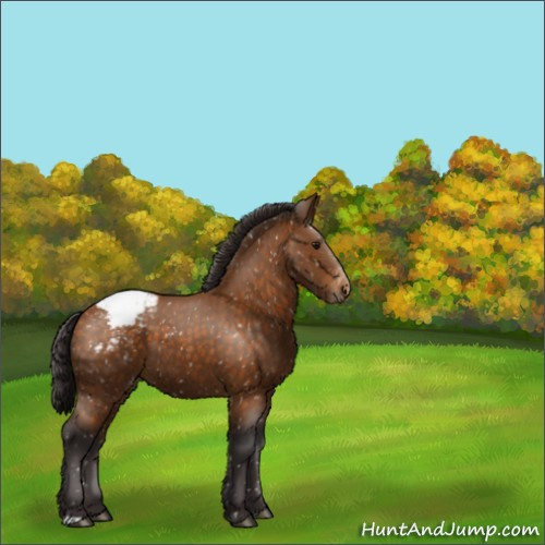 Horse Color:Buckskin Appaloosa 