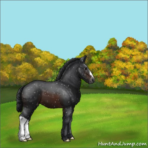 Horse Color:Brown Appaloosa 