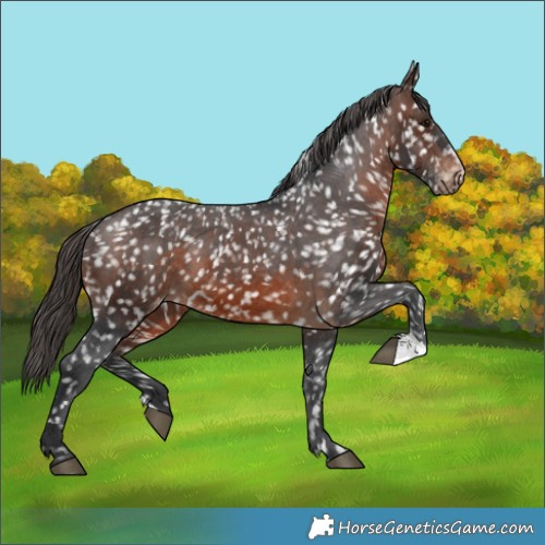 Horse Color:Brown Appaloosa 