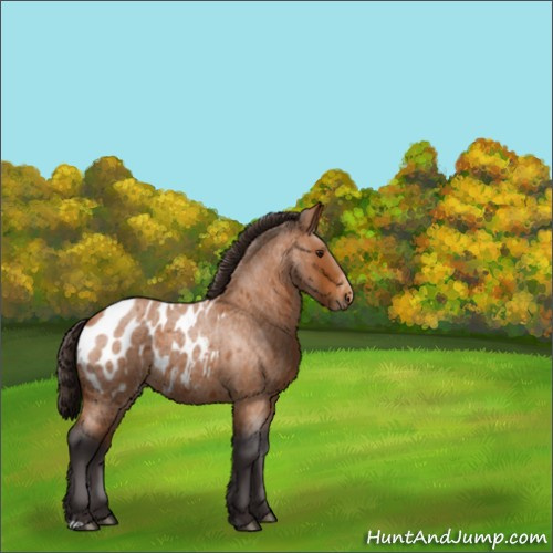 Horse Color:Buckskin Roan Appaloosa 
