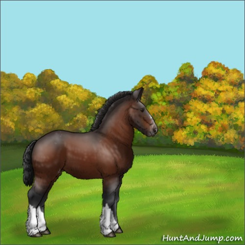 Horse Color:Brown Appaloosa 