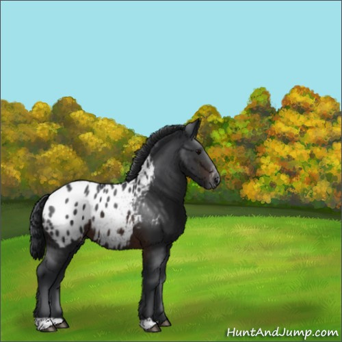 Horse Color:Brown Appaloosa 