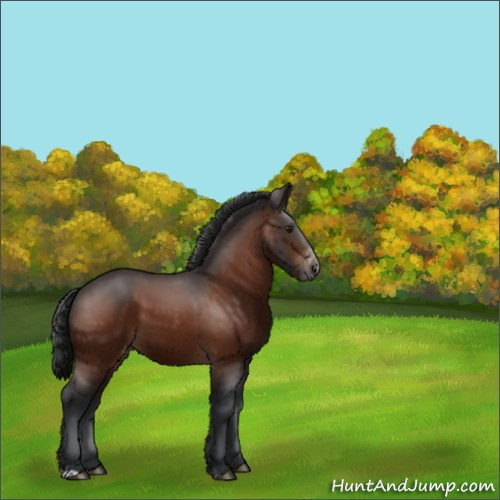 Horse Color:Brown Appaloosa 