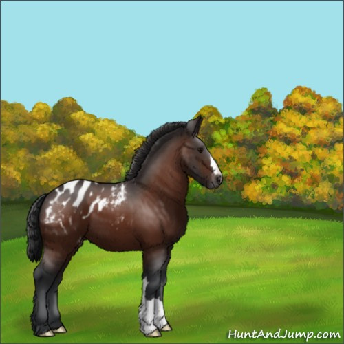 Horse Color:Bay Appaloosa 