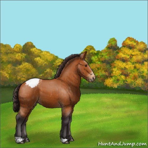 Horse Color:Buckskin Appaloosa 