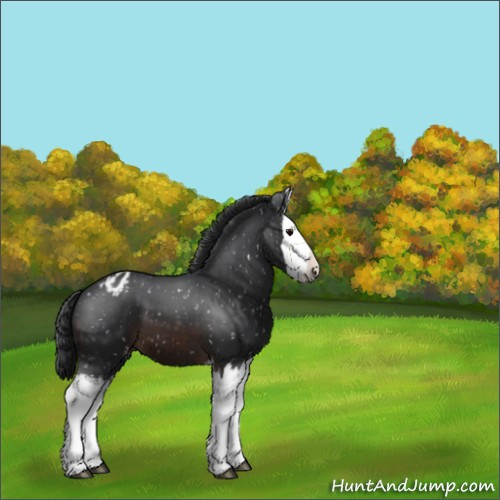 Horse Color:Brown Splash Appaloosa 