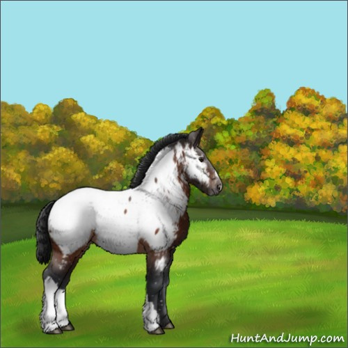 Horse Color:Brown Appaloosa 