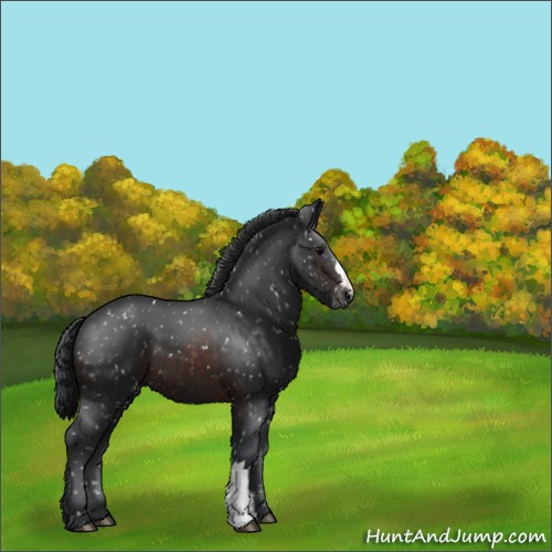 Horse Color:Brown Appaloosa 