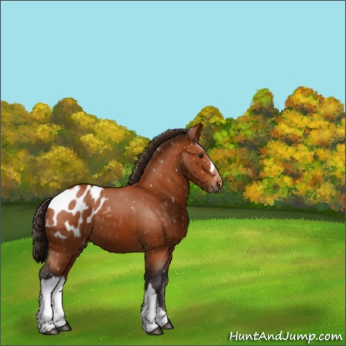 Horse Color:Buckskin Appaloosa 