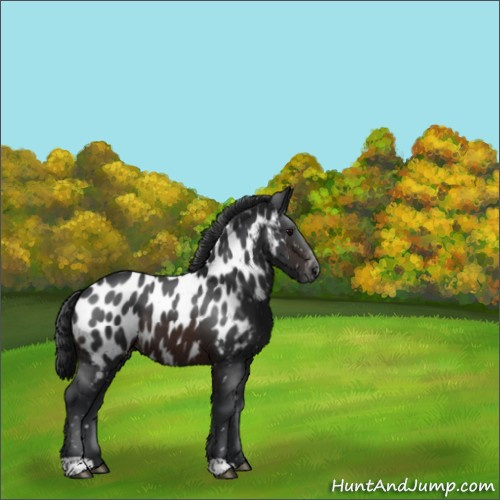 Horse Color:Brown Appaloosa 