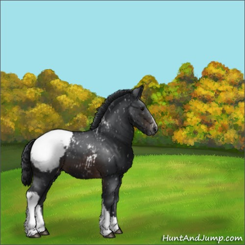 Horse Color:Brown Appaloosa 