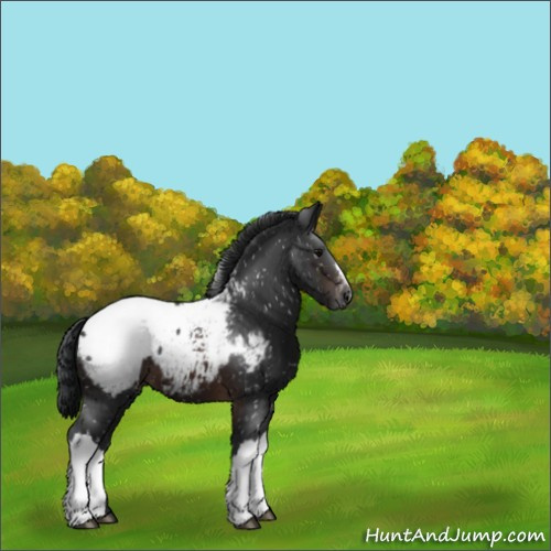 Horse Color:Brown Appaloosa 