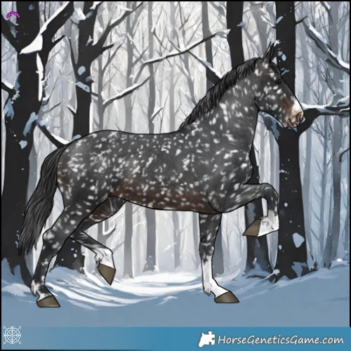 Horse Color:Brown Appaloosa