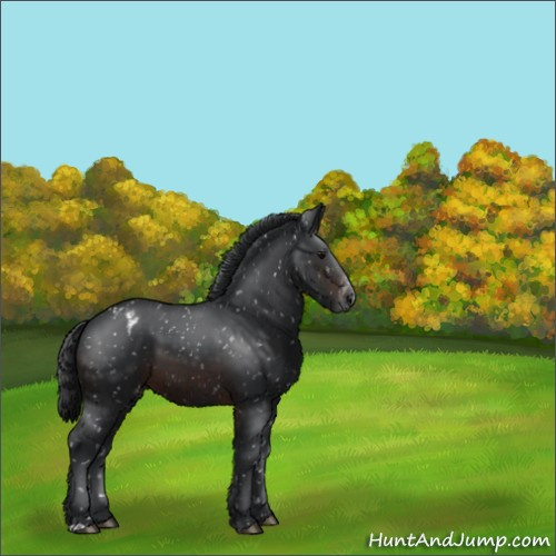 Horse Color:Brown Appaloosa 