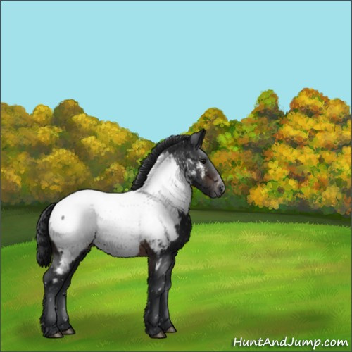 Horse Color:Brown Appaloosa 