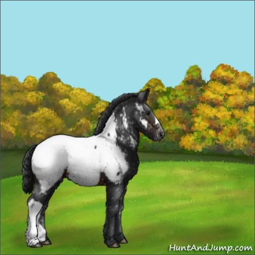 Horse Color:Brown Appaloosa 