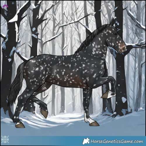 Horse Color:Brown Appaloosa