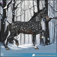 Horse Color:Brown Appaloosa 