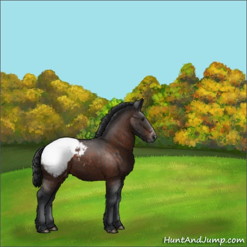 Horse Color:Brown Appaloosa 