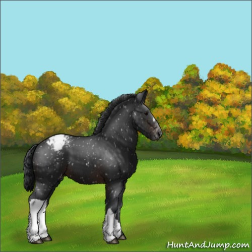 Horse Color:Brown Appaloosa 