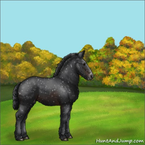 Horse Color:Brown Appaloosa 