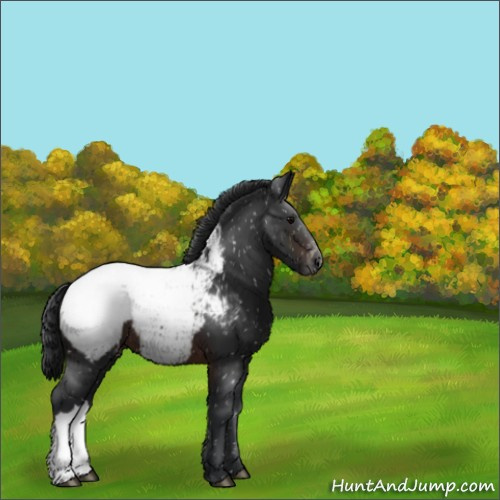 Horse Color:Brown Appaloosa 