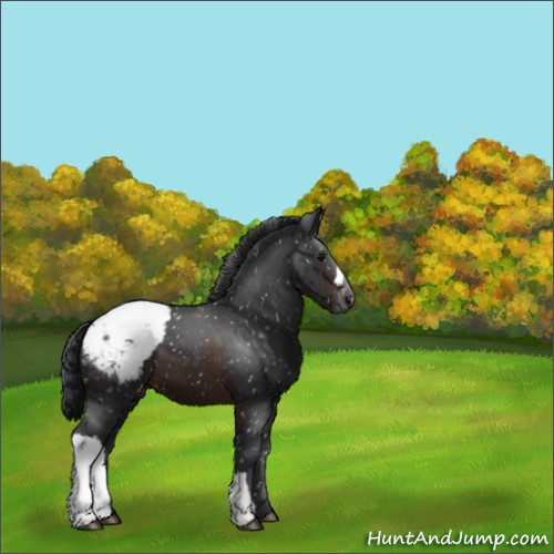 Horse Color:Brown Appaloosa 